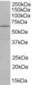 EHD2 Antibody (C-Terminus)